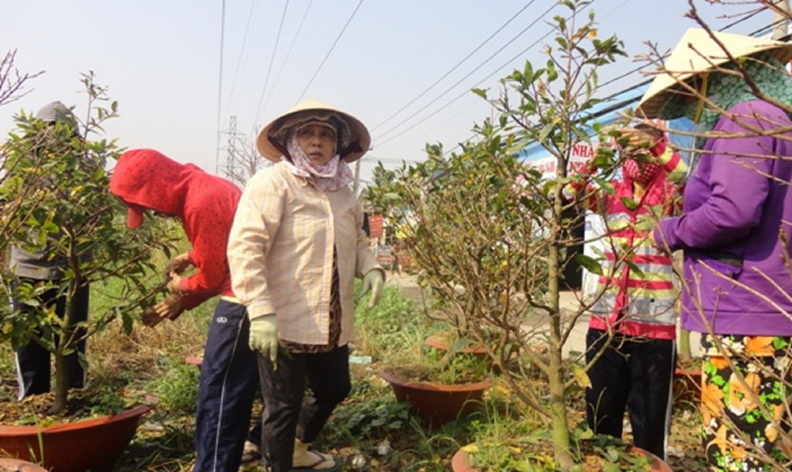 Rộn ràng mùa hoa Tết